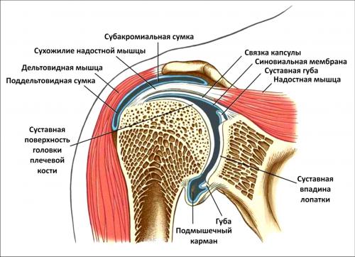 Какие последствия могут возникнуть при не лечении повреждений суставов и сухожилий плеча. Анатомия плечевого сустава