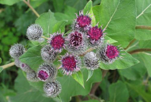 Подробное руководство: 3 эффективные маски для волос на основе репейного масла 03 Подробное руководство: 3 эффективные маски для волос на основе репейного масла 03