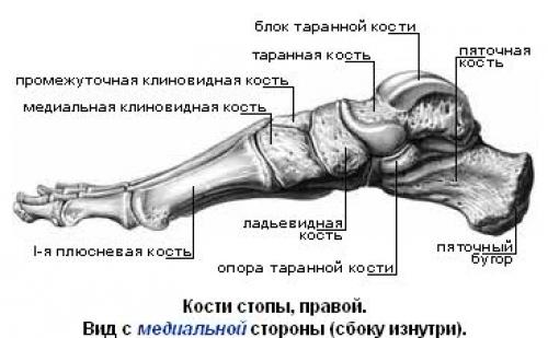 Анатомия и функции соединений костей верхней конечности 03 Анатомия и функции соединений костей верхней конечности 03