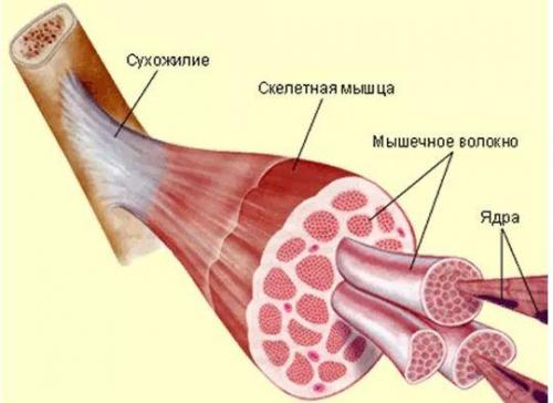 Какие функции выполняют связки в организме человека. Связки и сухожилия : чем отличаются, из чего состоят?