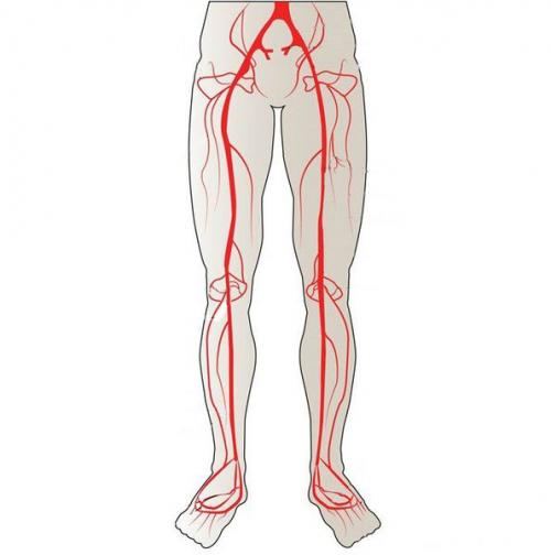 Нарушение кровообращения в конечностях. Определение болезни. Причины заболевания 01